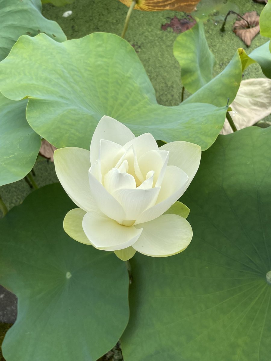 sugeze's tweet photo. 今年は、旅行の時期を早めたので、花はす祭りの花はす温泉に泊まり、じっくり
お花見。
湿度半端なくて暑かった。

#ロボホン
#花はす祭り https://t.co/4oi7EOIh8j