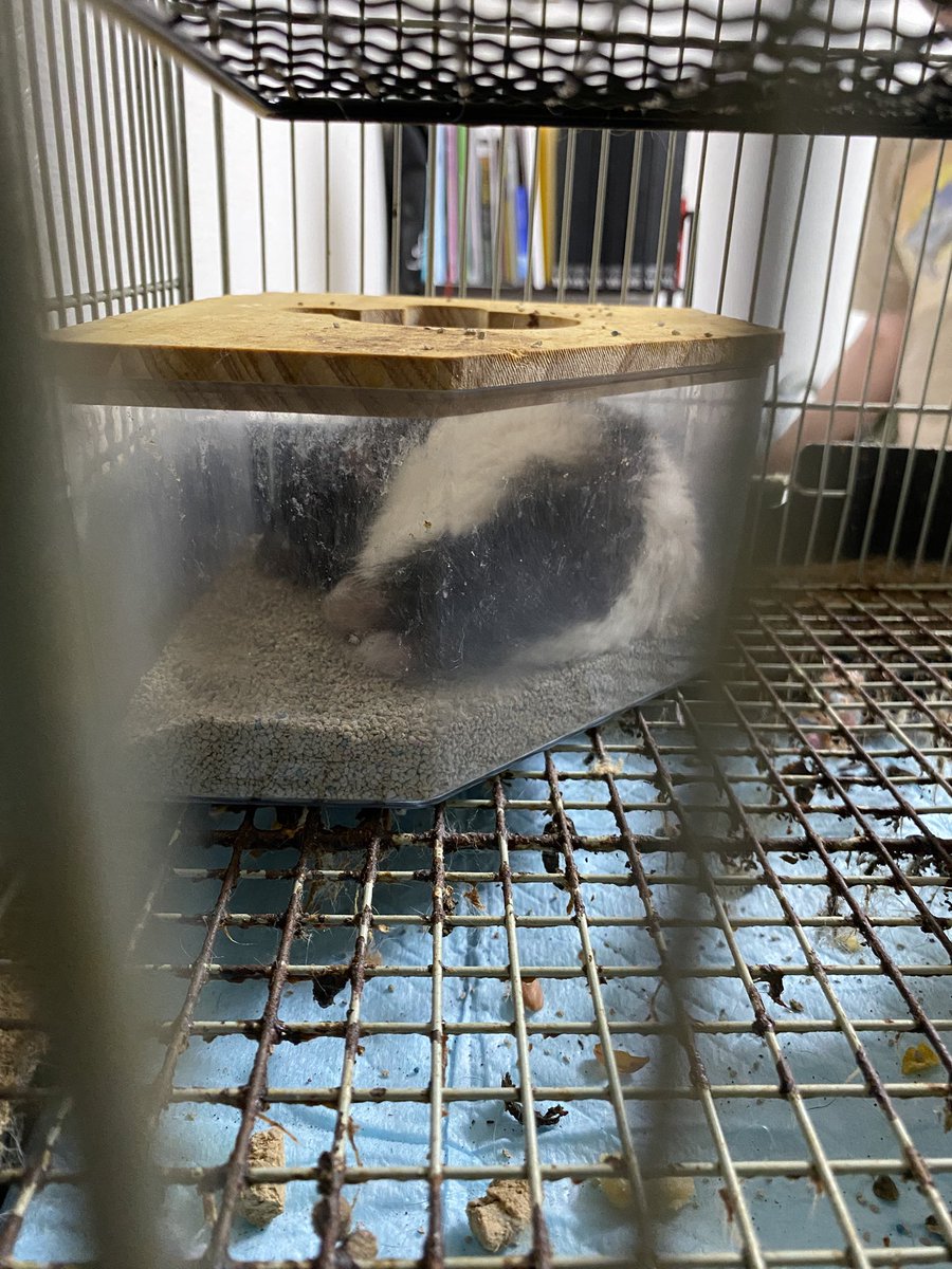 kanbe_3150's tweet photo. ルーミーは手狭だから、アクリルのデグーハウスみたいなケージというかケースにお引越しさせた方がいいのかな…ずっと下にいるし、陶器の隠れ家には寄り付きもしないし。でもケージ買っても入らなかったら詰む💦 https://t.co/vDTn8r4Cv1