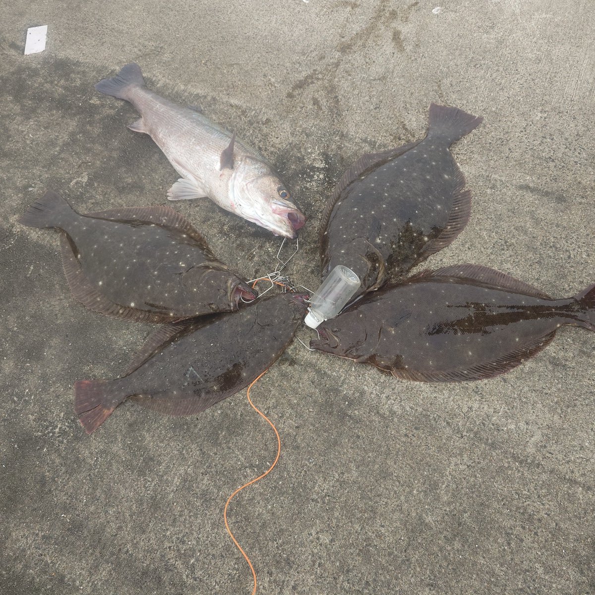 Jb23wLove's tweet photo. テッテレー🎣 https://t.co/UrzNqfrfYY