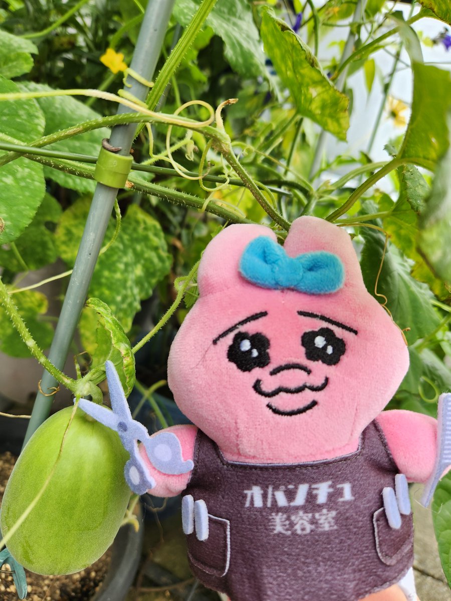 ChanLovebird's tweet photo. 成長中
楽しみだね🐰 https://t.co/vq8t5YPbtX