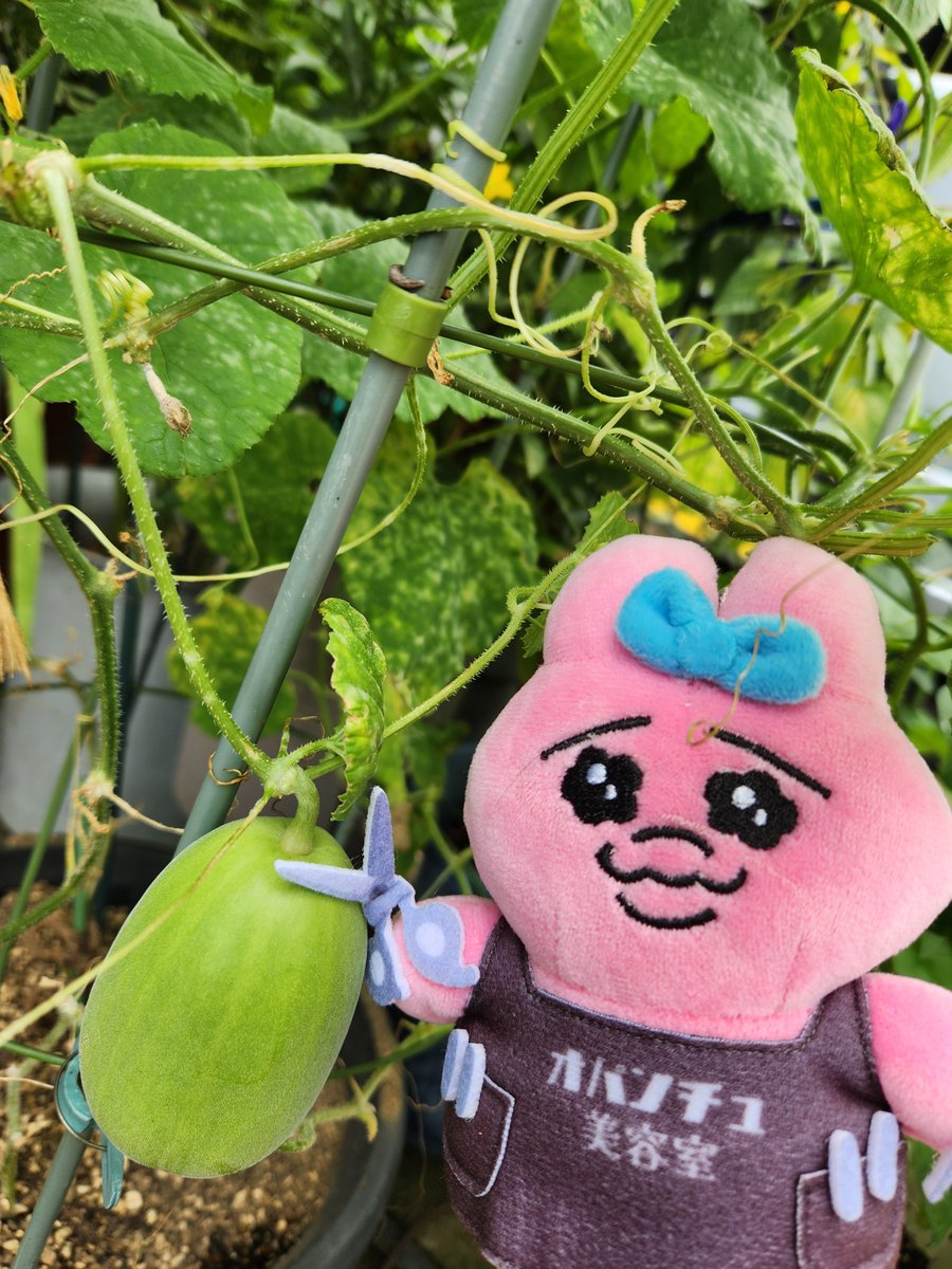 ChanLovebird's tweet photo. 成長中
楽しみだね🐰 https://t.co/vq8t5YPbtX