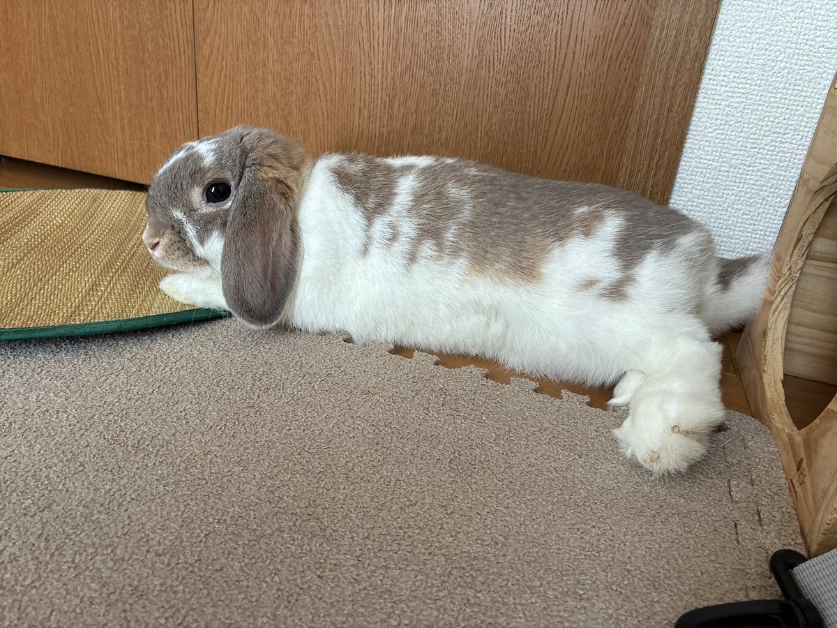 yuuchooco's tweet photo. 実は最近お引越ししました〜🏠
テルちゃん体調崩すこともなくすこぶる元気です🐰(  •̀ᴗ•́ ) ̖́-
#ホーランドロップ #うさぎ https://t.co/Ogh7iqcZpo