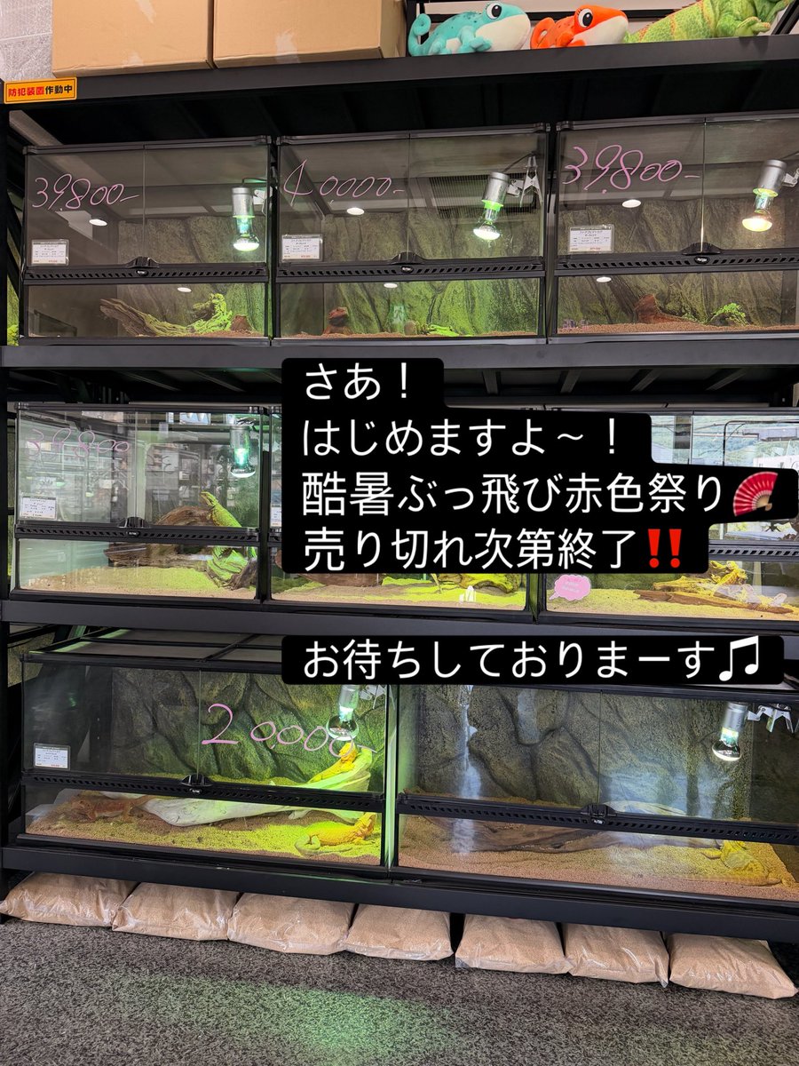 REPTERRACEh07's tweet photo. 本日、明日の２日間、酷暑と店主の疲労困憊のため灼熱のフトアゴダークレッド、ス��ーレッド祭り🪭
開催中です、激アツ価格でお待ちしておりますのでぜひ一度ご自身の目👀で確認してください！
#フトアゴダークレッド #フトアゴスーパーレッド #爬虫類ショップ #大特価 https://t.co/wP5daL3ydz