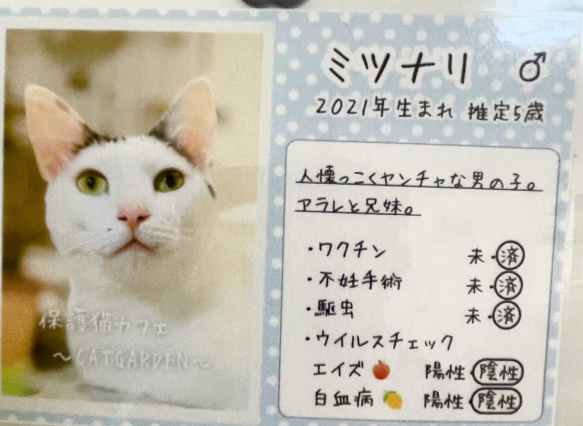 catgarden138's tweet photo. 🐈里親様募集中🐈

No.２
★ミツナリ　　５歳　　♂
好奇心旺盛でイタズラ好き😝
キャットタワーが大好きなミッちゃん🎶

ずっとのお家探してます🏠

#キャットガーデン
#保護猫
#里親様募集 https://t.co/n8IvGTIxnz