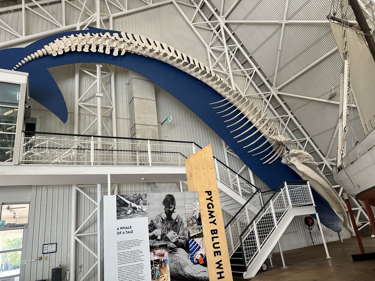RT_916's tweet photo. キレイすぎるサンセット
キレイすぎる南十字星
デカすぎるクジラの化石
デカすぎるワニ模型

#cullenbay #darwin #MuseumAndArtgalleryNT #南十字星　#southerncross https://t.co/14bof8XkAl