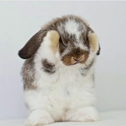 Bunnies tweet media