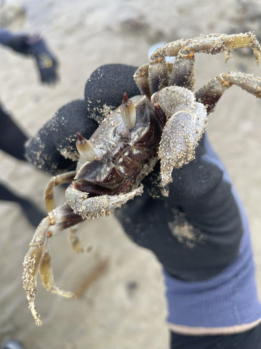 giru_msy's tweet photo. 息子と潮干狩り
カニ捕まえた🦀 https://t.co/mMJPOnvWxi