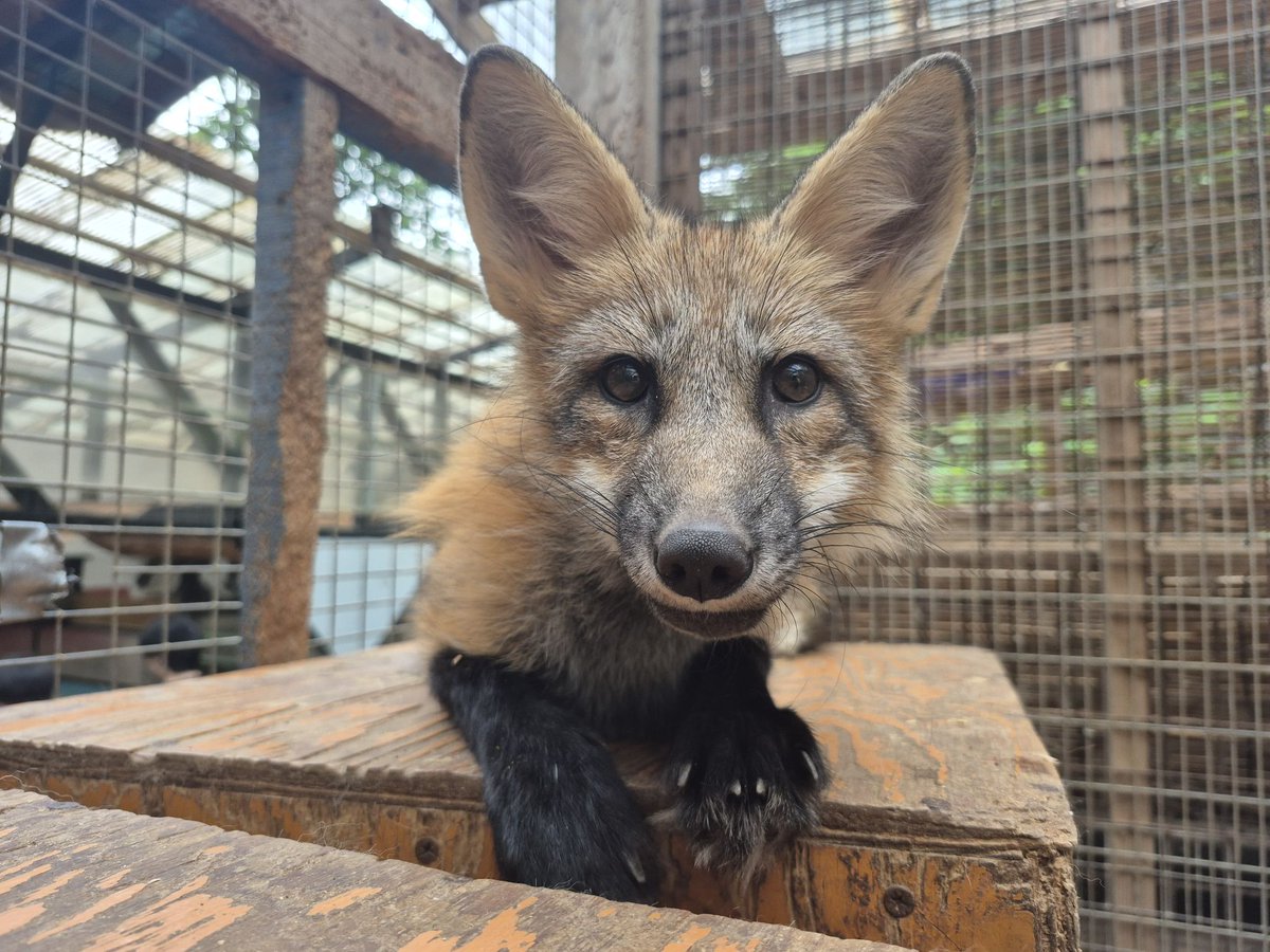 宮城蔵王キツネ村(公式)🦊 (@kon_fox_village) / Posts / X