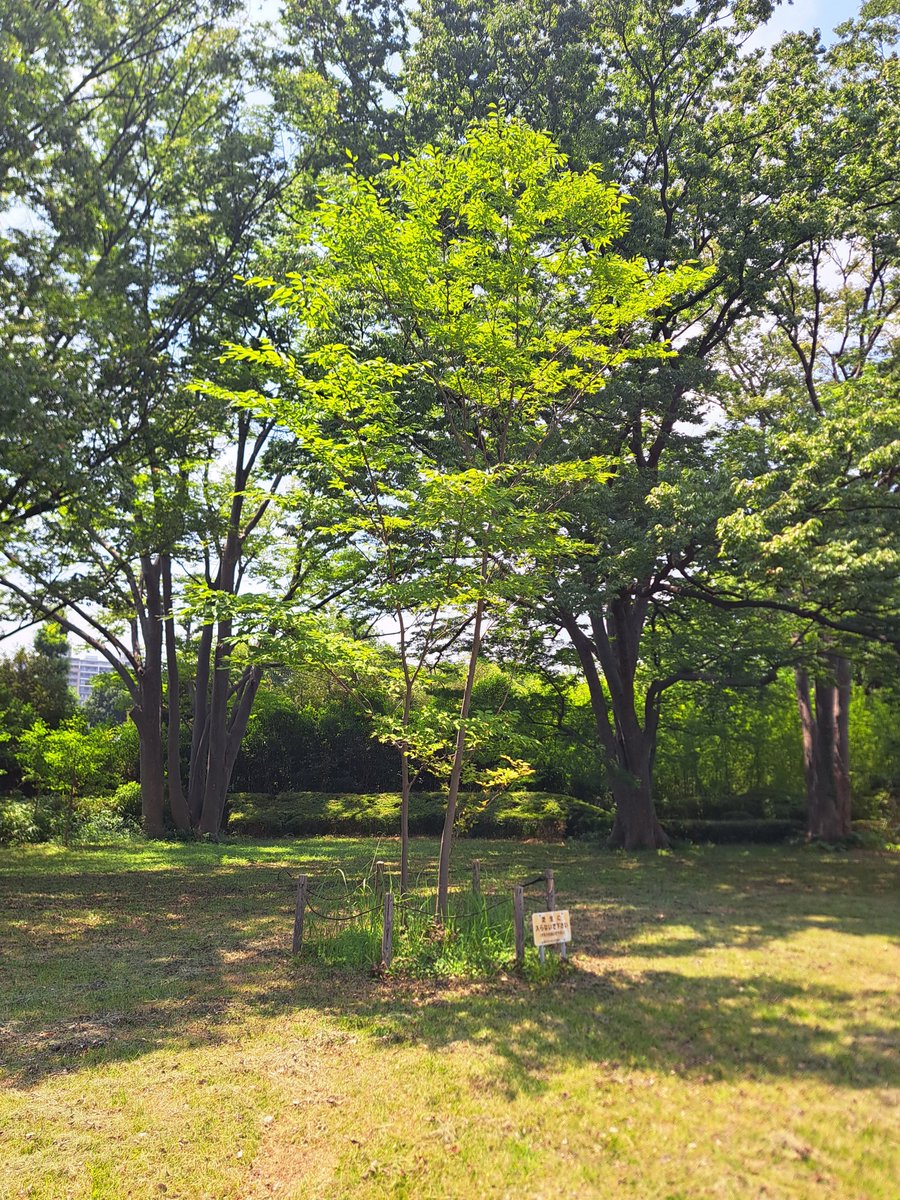 oldfashionedlo1's tweet photo. 「東京都立 駒沢オリンピック公園(宇宙ケヤキ) (東京都世田谷区駒沢公園)」

8/1(土)、「東京都立 駒沢オリンピック公園」の園内には、「自由通り側駐車場」付近と、「チリリンコース(幼児用自転車練習場)」付近の2ヶ所に、「宇宙ケヤキ」が植えられています。 

それぞれの育ち方には違いがあります。 https://t.co/MsSrPFXyA7