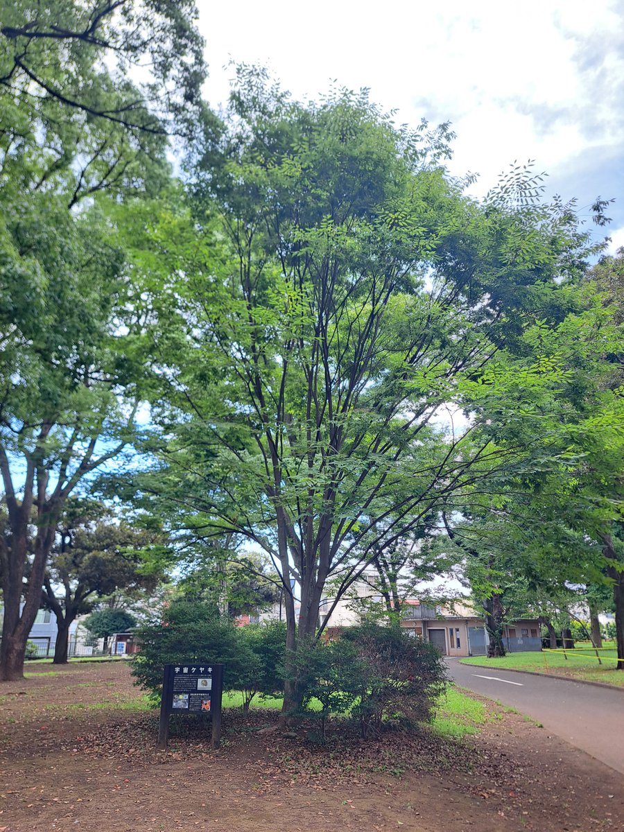 oldfashionedlo1's tweet photo. 「東京都立 駒沢オリンピック公園(宇宙ケヤキ) (東京都世田谷区駒沢公園)」

8/1(土)、「東京都立 駒沢オリンピック公園」の園内には、「自由通り側駐車場」付近と、「チリリンコース(幼児用自転車練習場)」付近の2ヶ所に、「宇宙ケヤキ」が植えられています。 

それぞれの育ち方には違いがあります。 https://t.co/MsSrPFXyA7