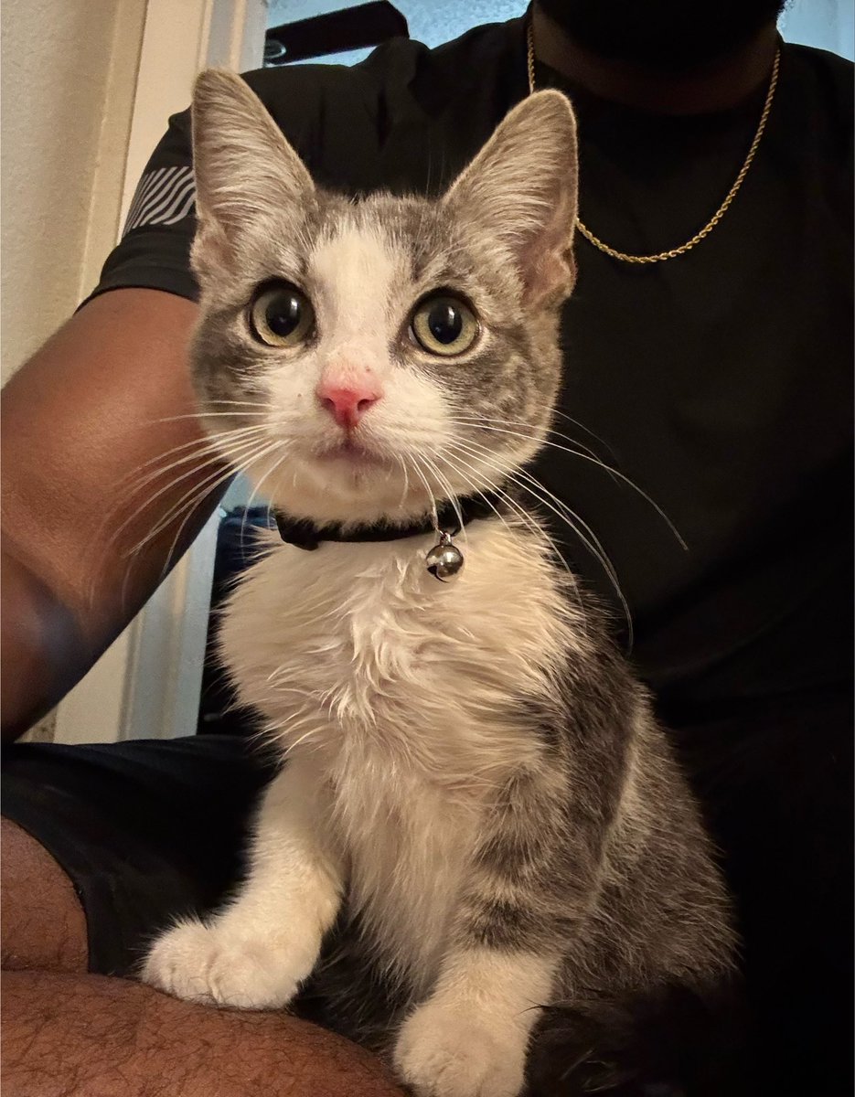 iTrap4TheHokage's tweet photo. So this nigga just ran into my apartment yesterday and decided to stay. Cat distribution network has chosen me. Meet khajit https://t.co/3wmnVJItF9