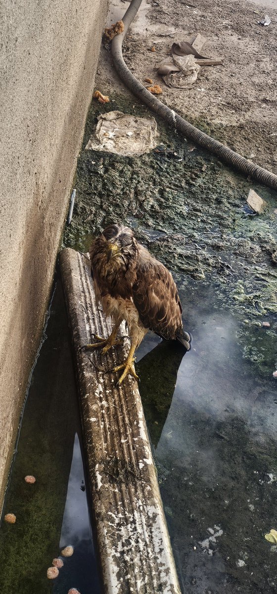 MgLuis95's tweet photo. @ElBadiablo el otro día vi subiste historias en donde grabaste halcones.
Aquí en el trabajo en el paso esta este que no se va, tiene muchos dias aqui. 
No vuela creo 🥺🥺
Le e estado echando agua fresca para que no se deshidrate con el calor de aqui. 
Lo quieres? Jaja https://t.co/k14k7FxjZ0