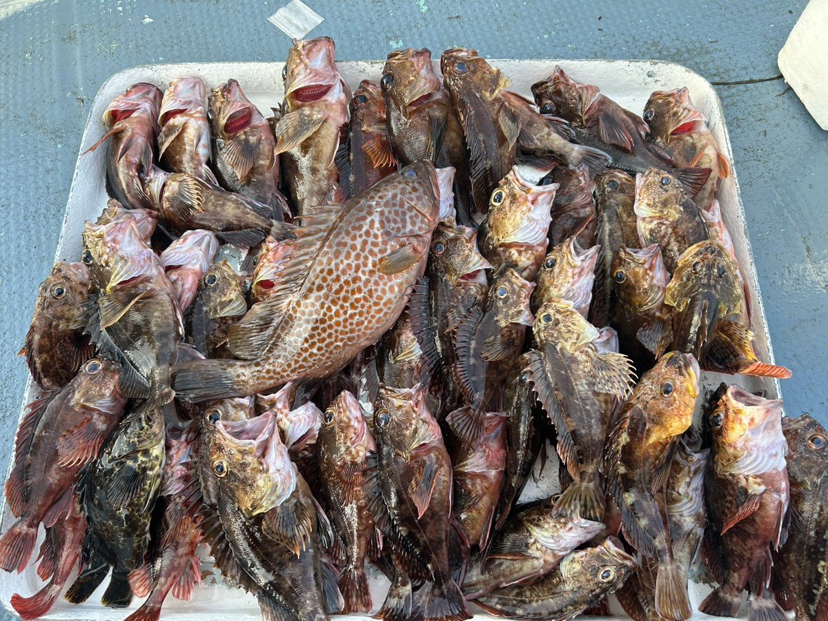 774568_gombey's tweet photo. 7月釣果

今月は根魚とタコ月間でした🐟️🐙
船乗った回数は15回×平均6時間
12時間タコ調査クルーズもしたり楽しい1ヶ月でした🚤

タコシーズンも終わり、これからは太刀魚でしょうか?

スーパーで魚を買うと高いので、自ら釣りに行く原始的な生活は今後も続けたいですか🎣 https://t.co/1HFegTJHqY
