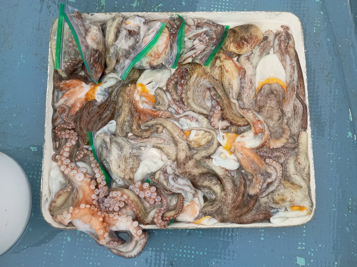 774568_gombey's tweet photo. 7月釣果

今月は根魚とタコ月間でした🐟️🐙
船乗った回数は15回×平均6時間
12時間タコ調査クルーズもしたり楽しい1ヶ月でした🚤

タコシーズンも終わり、これからは太刀魚でしょうか?

スーパーで魚を買うと高いので、自ら釣りに行く原始的な生活は今後も続けたいですか🎣 https://t.co/1HFegTJHqY