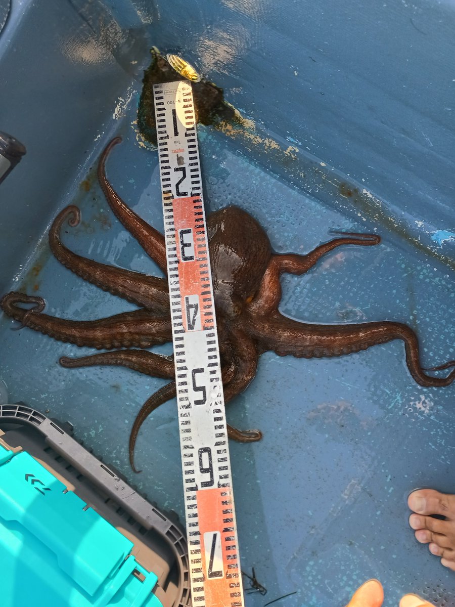774568_gombey's tweet photo. 7月釣果

今月は根魚とタコ月間でした🐟️🐙
船乗った回数は15回×平均6時間
12時間タコ調査クルーズもしたり楽しい1ヶ月でした🚤

タコシーズンも終わり、これからは太刀魚でしょうか?

スーパーで魚を買うと高いので、自ら釣りに行く原始的な生活は今後も続けたいですか🎣 https://t.co/1HFegTJHqY