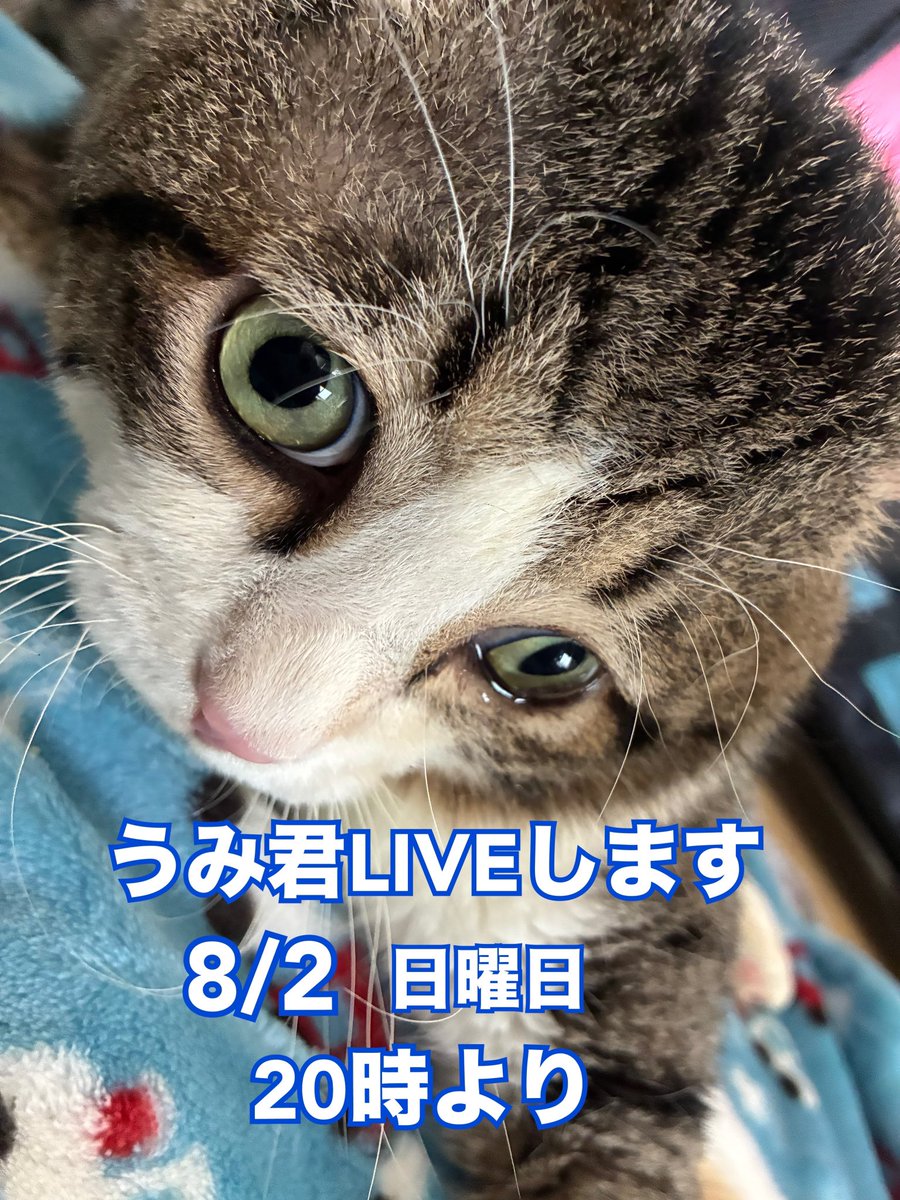 umikun_hikari's tweet photo. おはようございます☀️
うみ君地方ずっとずっとずっと太陽ギラギラであっっつい😰
雲で太陽が隠れることもなく…

うみ君はエアコン効いた部屋でのんびり元気に過ごしています👍

明日の日曜日20時よりInstagramでうみ君LIVEを行います。
生でうみ君の可愛さをお伝え出来ればと思っています🩷

動物愛護団体うみねこのInstagramをフォロー頂き明日の20時よろしくお願い致します。