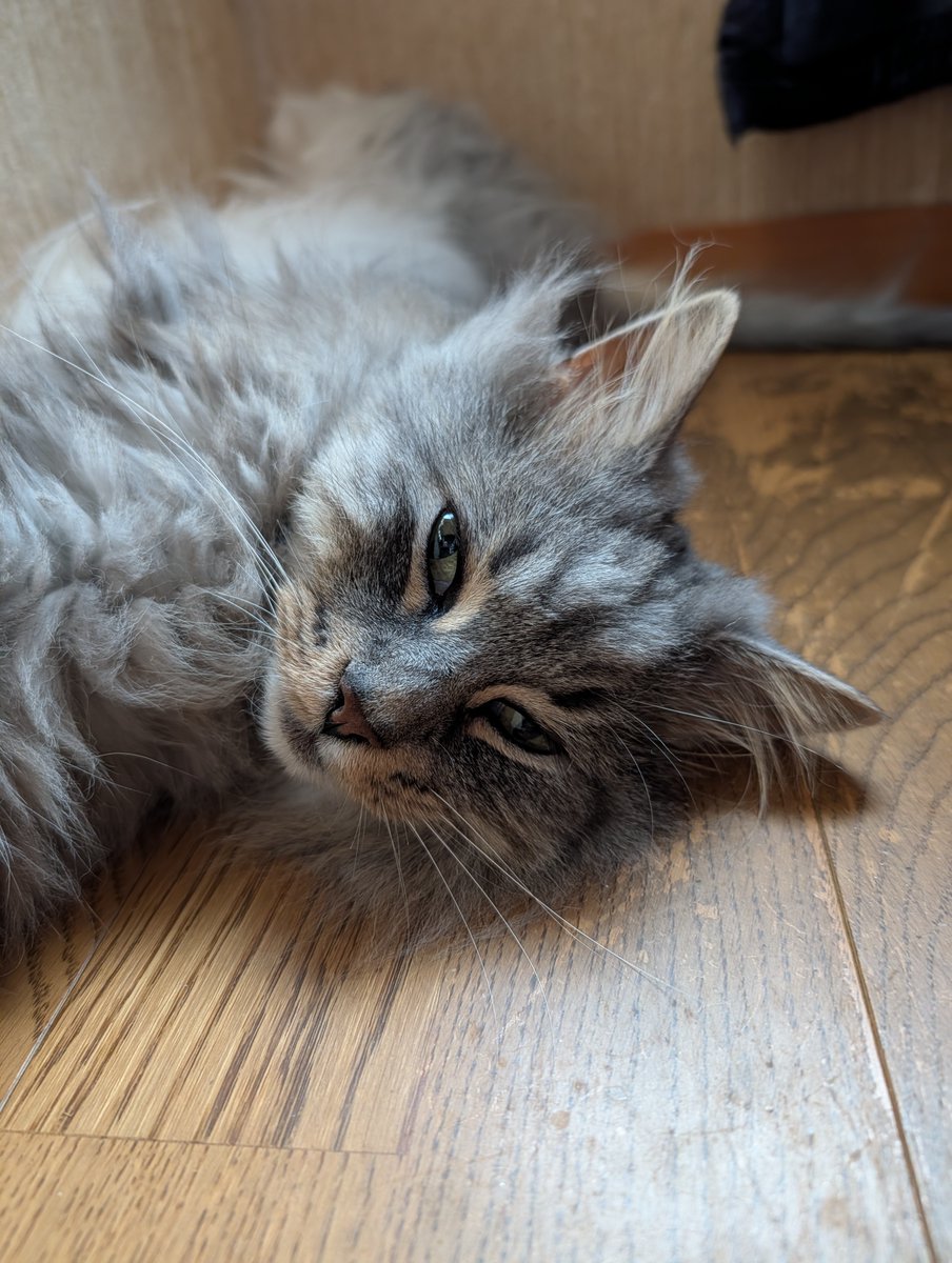 melty_topaz's tweet photo. おはようございます。
早いもので、今日からもう八月ですねぇ。
タスクが全然進まないのに。ヤバし。

猫は今朝も父の寝室の窓辺。
伸び伸び～💕

#ノルウェージャンフォレストキャット #幸せ猫ぐらし #猫しか勝たん https://t.co/4KQjJW6z0F