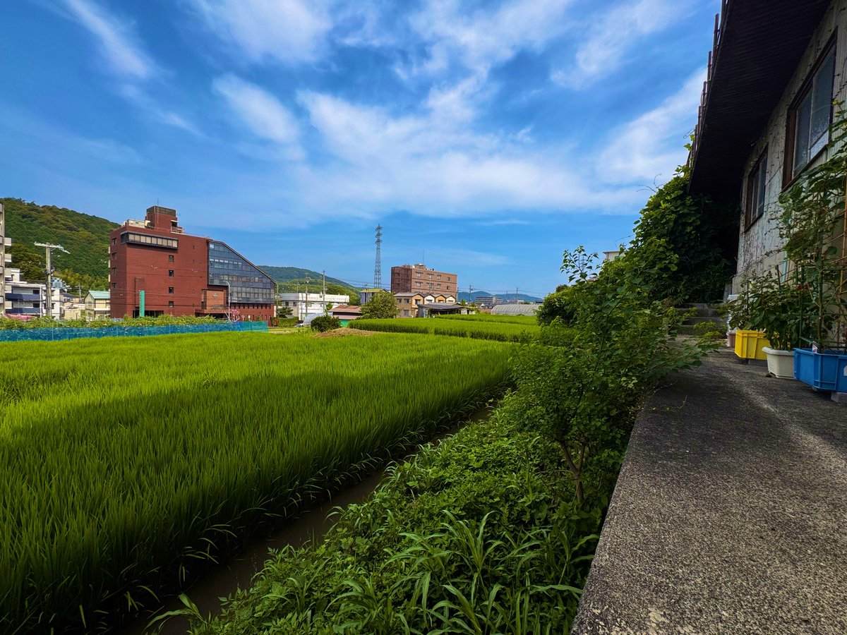 Gameman_LoveYou's tweet photo. おはようございます☀️
新米かー🌾 https://t.co/MkTFsRj6SS