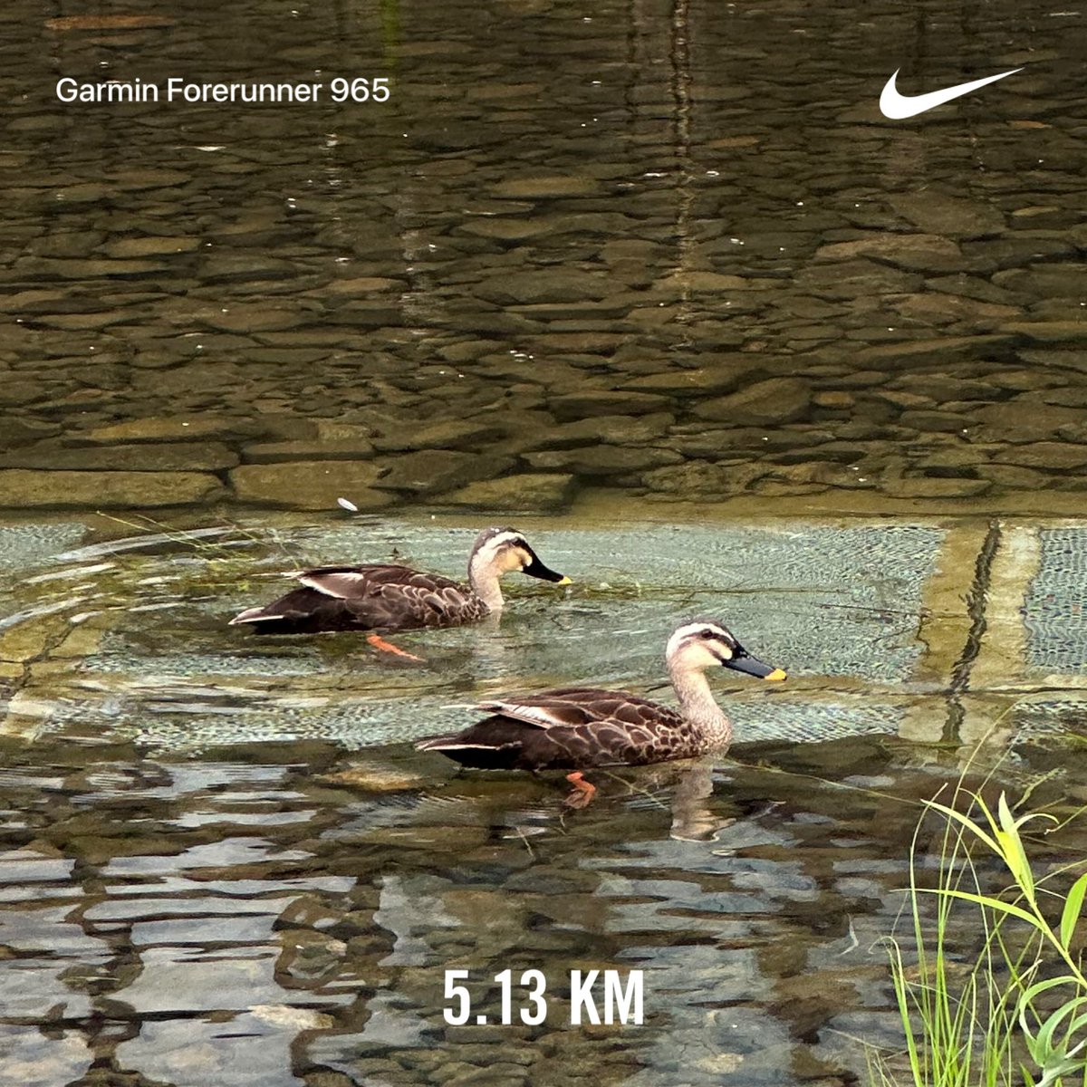 openrun188's tweet photo. #런_run 2026.8.1. https://t.co/rf5mXAqzbT