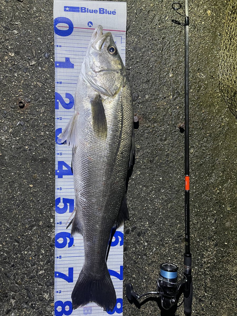 kimnyfishing's tweet photo. 月末棚卸し
今月もランカー👍
悲惨な7月だった https://t.co/Brcf3b87Tk