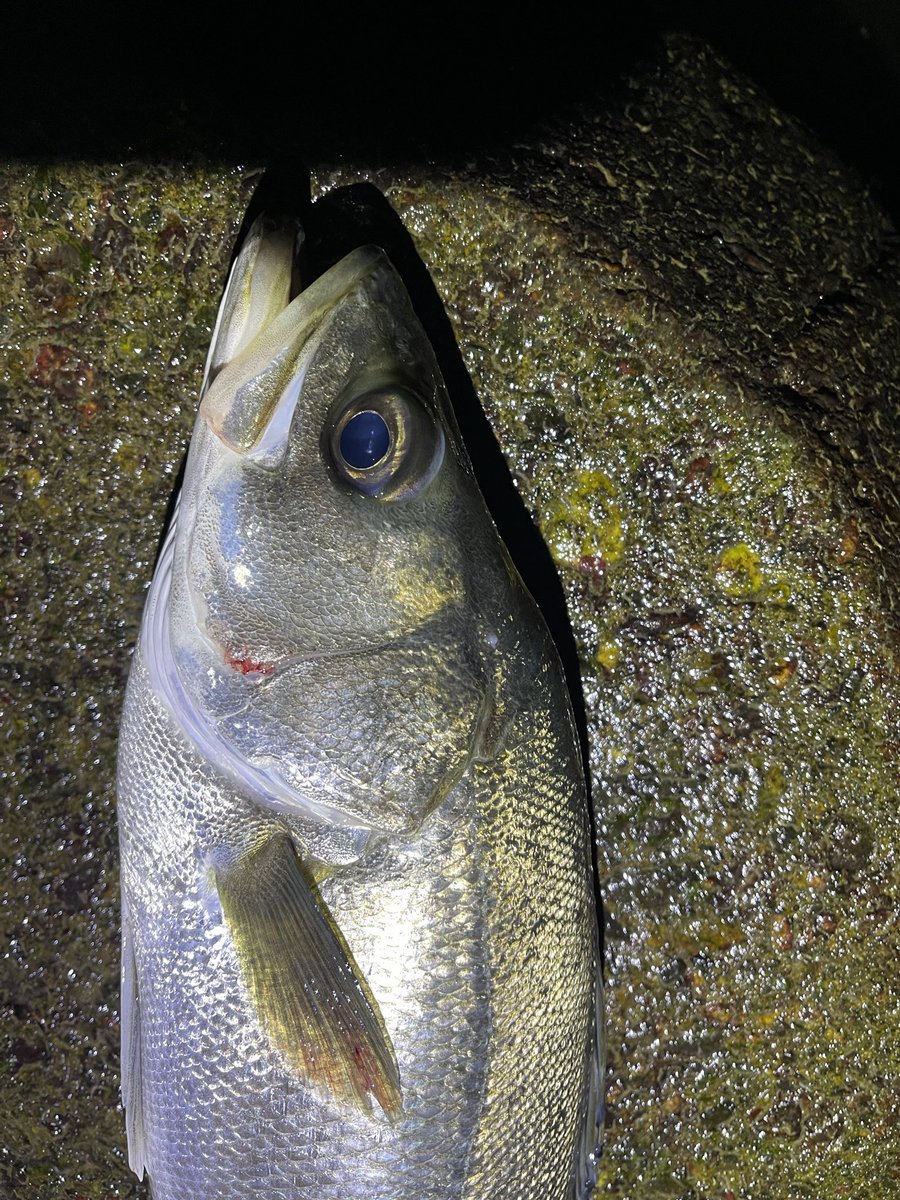 kimnyfishing's tweet photo. 月末棚卸し
今月もランカー👍
悲惨な7月だった https://t.co/Brcf3b87Tk