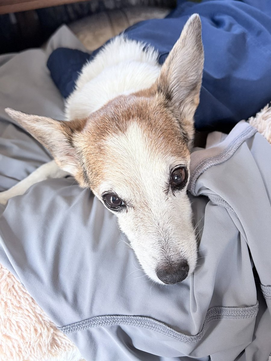tritritrill's tweet photo. 昨日は吐き気で起きずによく眠ってくれたけど、今朝の調子もイマイチいつもの元気がない感じ…
おねぇやんの脱ぎたてリカバリーパジャマを敷いてかけてもらって、早くリカバーしてまた元気にごはん食べて？
#老犬の可愛さ　#ジャックラッセルテリア　#olddog #jackrussellterrier https://t.co/UE5dHZBXfL