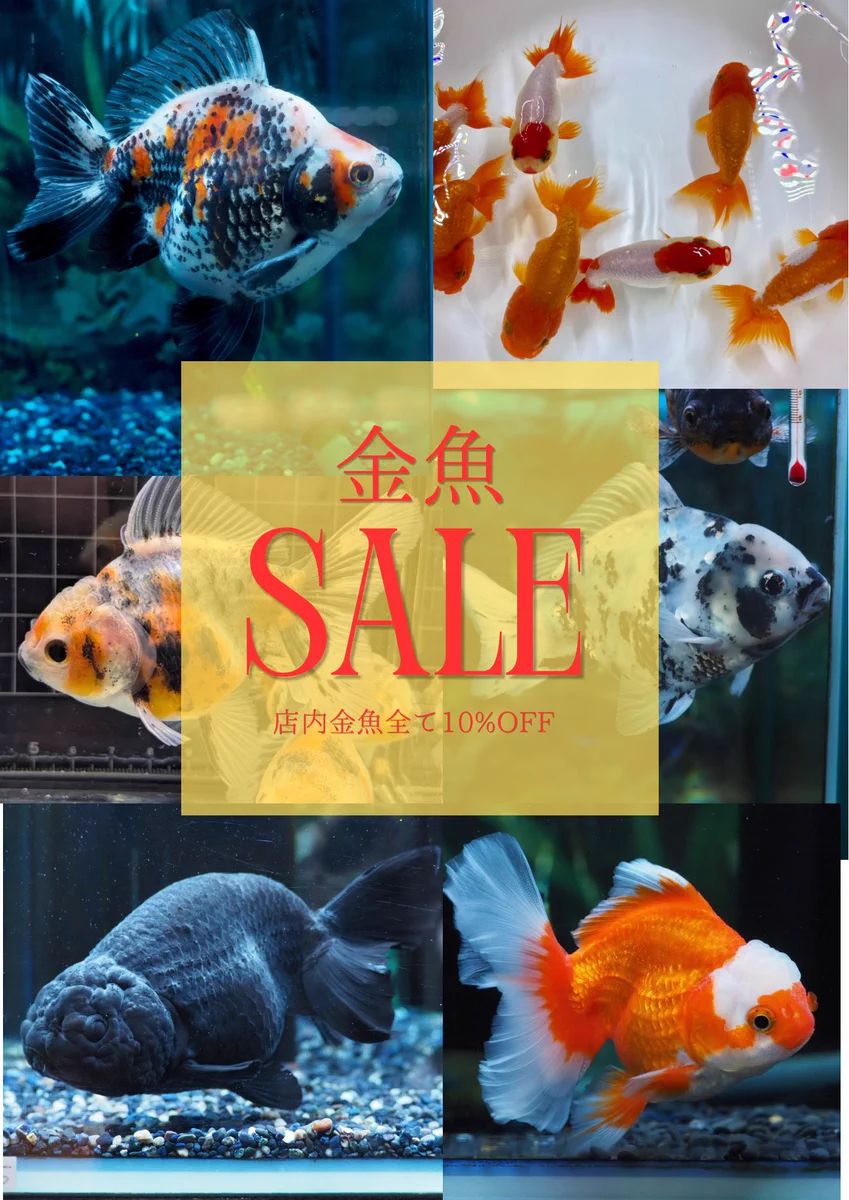 【同梱値引き】〜小さなアクアリウム〜熱帯魚/金魚/海月/クリオネetc... Mickey&Gon新座店 アクアリウム＆エキゾチック on X: 