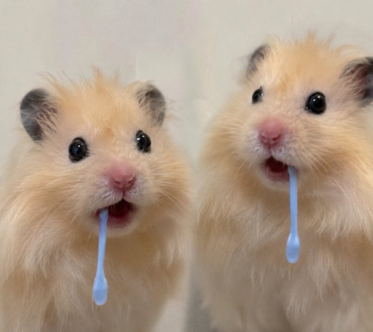 TweetsOfHamster's tweet photo. 🤤🤤 https://t.co/JJb07hcuJ6