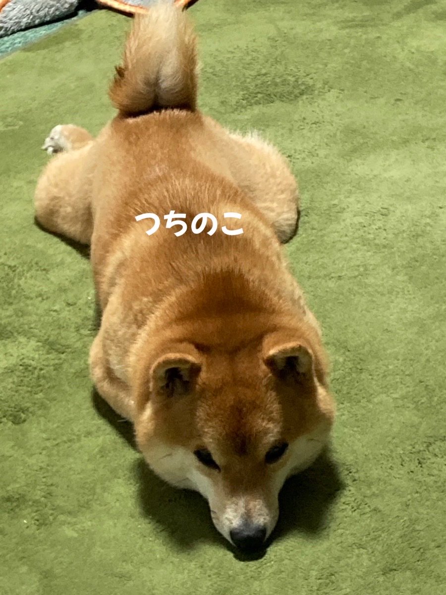 mamegong's tweet photo. いるだけで最強 https://t.co/7NmStYyamo