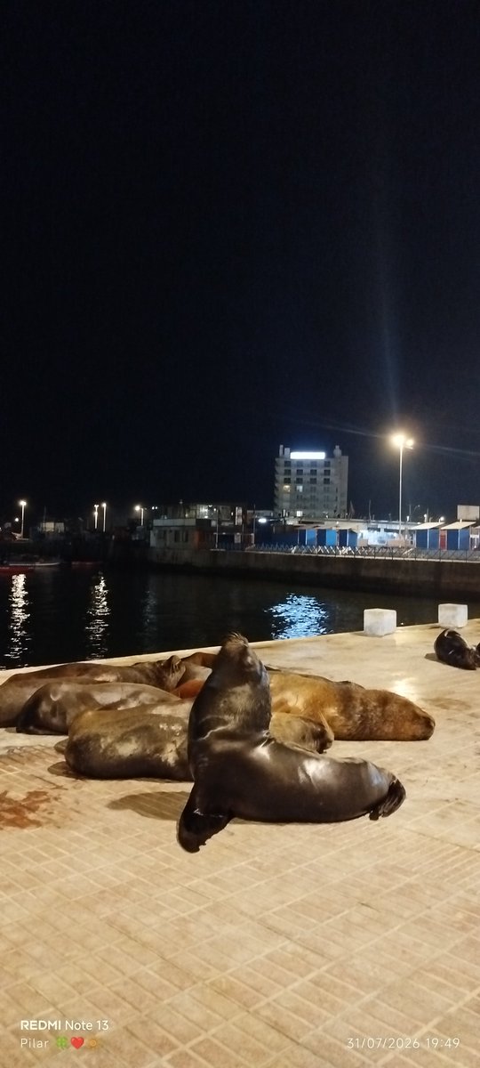 Kuyenrosaw's tweet photo. #Antofagasta #nortedechile 🦭 #Atardecer #konantü #playa #opacarofilia #sunset #calma #antü https://t.co/0rd7emiOTY