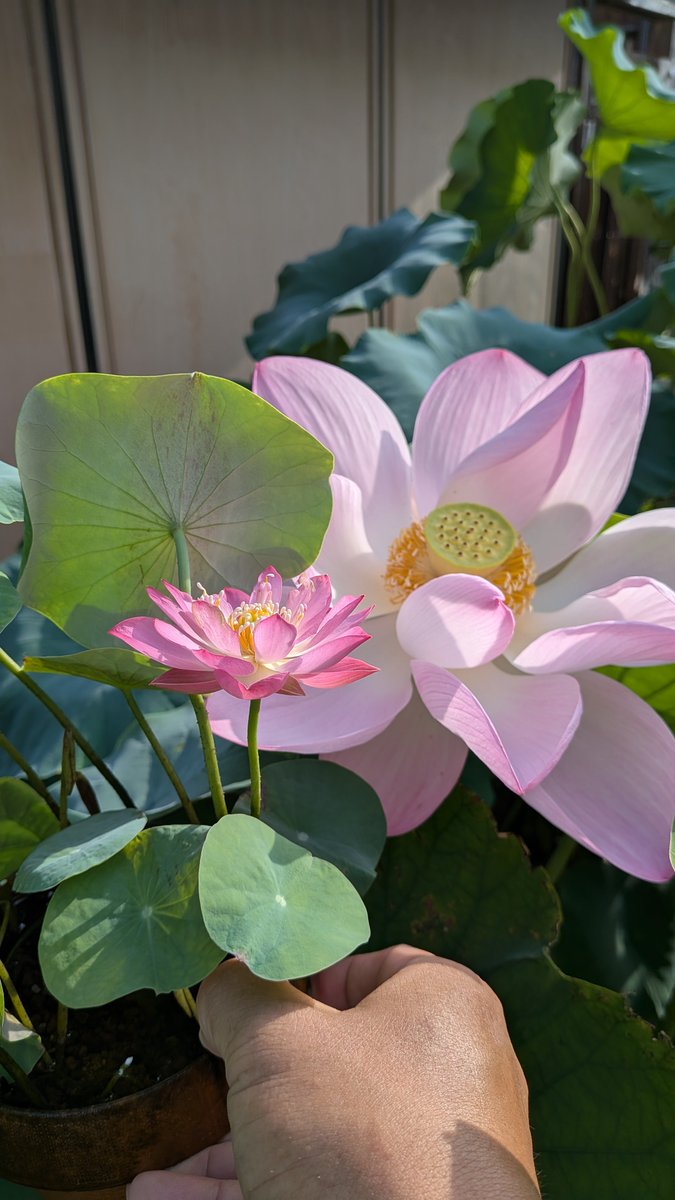 hasu_kozo2019's tweet photo. みんな、小さい蓮が好きなんですね。 https://t.co/9SBtTgQErZ