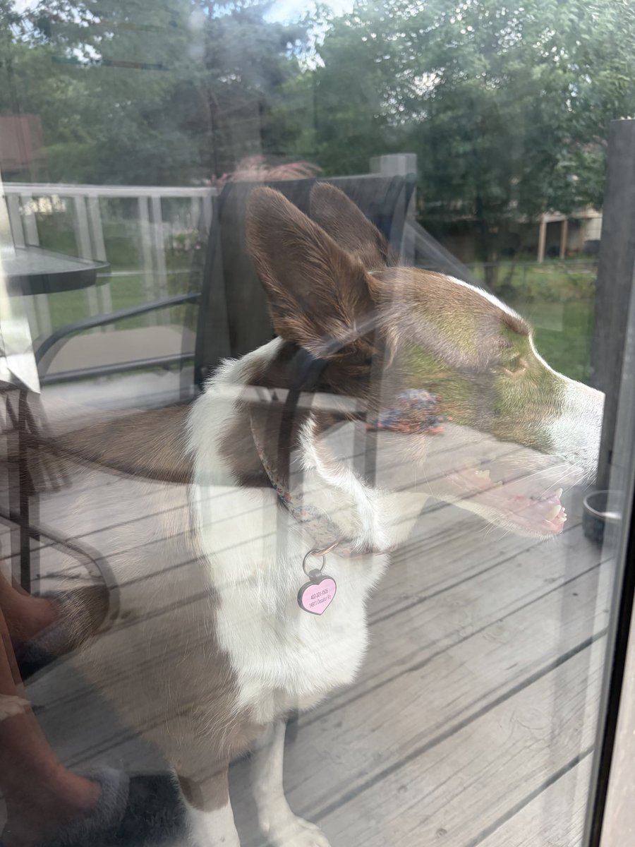 blondecurls's tweet photo. Our sweet girl Bella is afraid of storms. It’s not storming, but it’s really windy so she refuses to come outside!  She’s a border collie afraid of the wind!  I’ve tried everything to get her outside https://t.co/YgPRhSTgB4