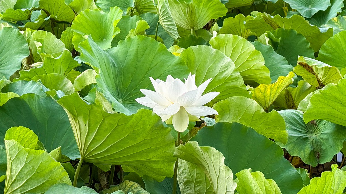 HitokumaCH's tweet photo. 8月の始まりに、#青井阿蘇神社 へ月初めのお参りに。
茅葺きの社殿に手を合わせ、地域の安全と一日も早い復興、穏やかな日々が戻ることを祈りました。
境内には神饌米やお清めの塩が用意され、大宮司屋敷の梅で仕込まれた梅シロップのおもてなしも。
蓮池に静かに咲く白い蓮の花が、新しい月を迎える心をそっと整えてくれるようでした。
#熊本 #人吉