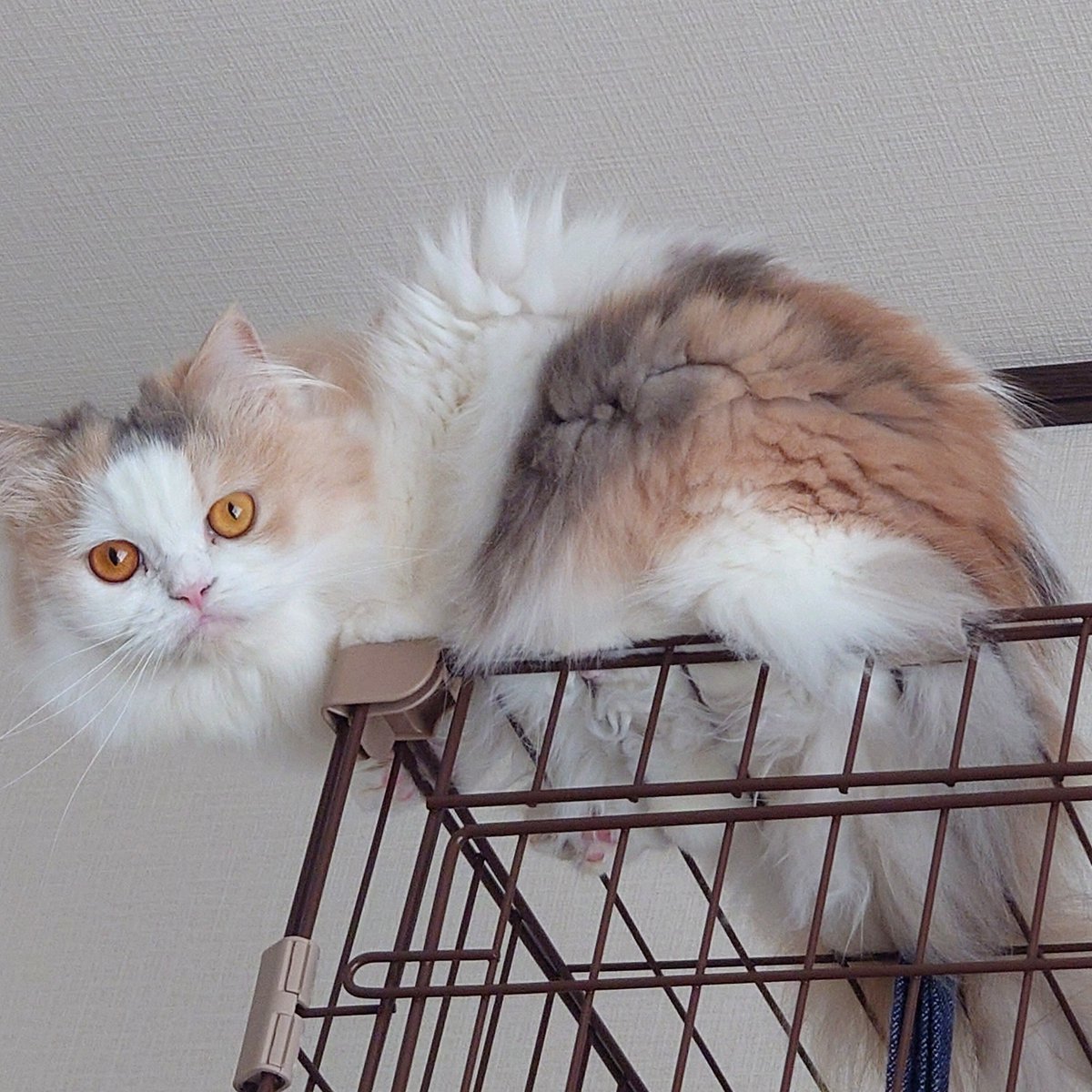 okota_cat's tweet photo. おはようございます
ルンバを避けて、ケージの上にいるくるみ https://t.co/LfGLsgiHBq
