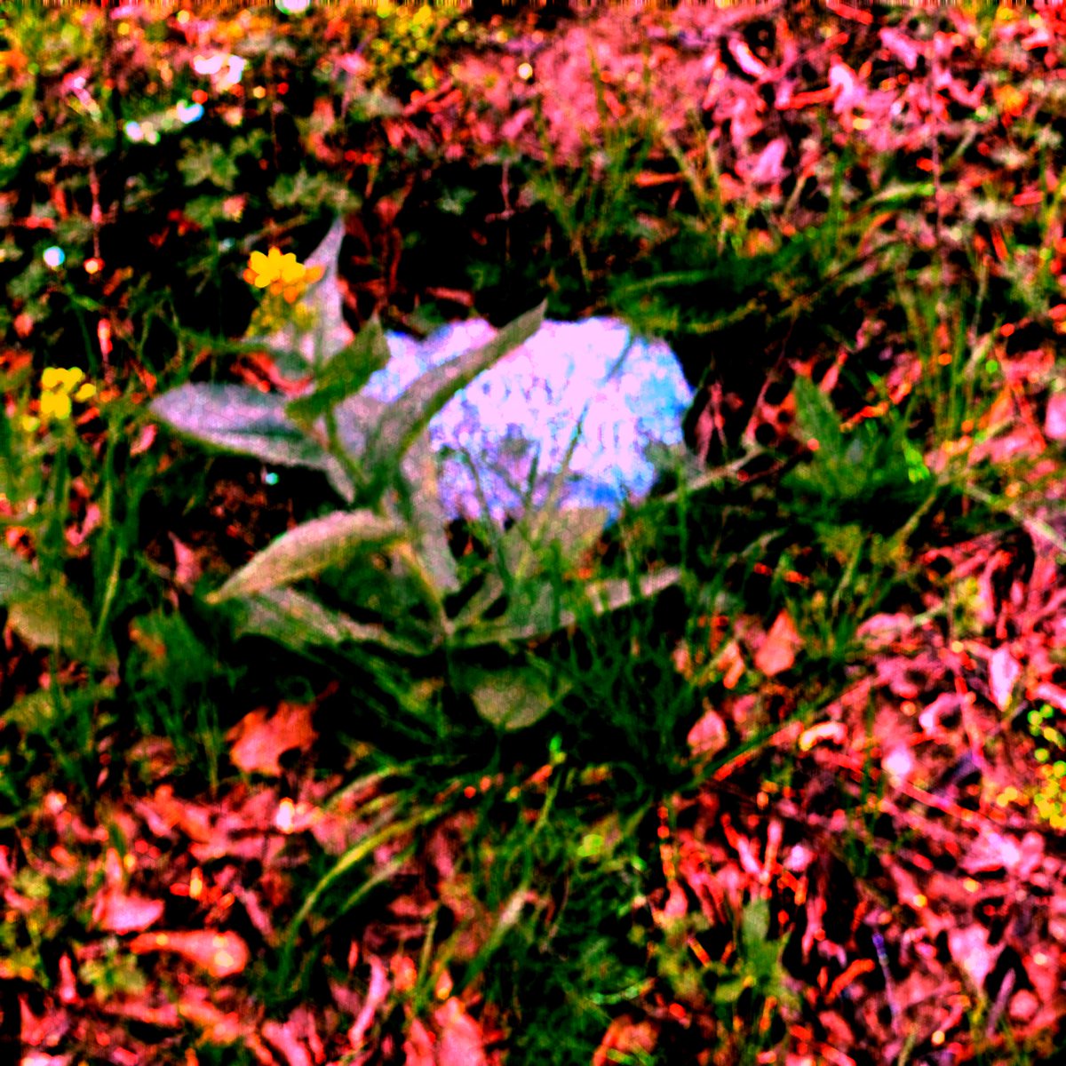 Tha_Fictor's tweet photo. BEATS LEFT BEHIND VOL. 1: THE REMAINS OF THE CABIN

7 TRACKS 19 MINUTES

8/7/26

I AM THE BEST PRODUCER OF THE CLASS OF '28 AND I WILL PROVE IT https://t.co/yjfWwQQR97