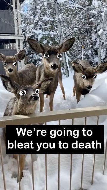 Deer in Places they Shouldn't Be tweet media