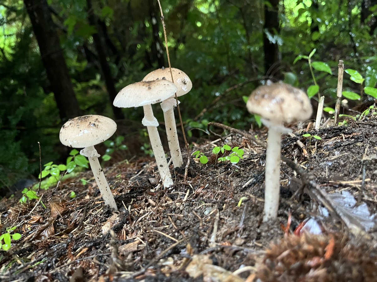 Majyutu0013's tweet photo. 3対1のキノコいた🍄‍🟫🍄‍🟫🍄‍🟫 https://t.co/vSiMsquKfK