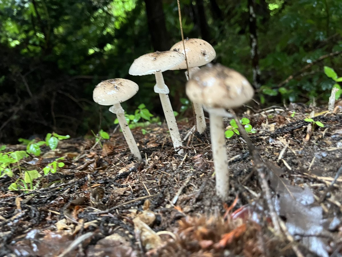 Majyutu0013's tweet photo. 3対1のキノコいた🍄‍🟫🍄‍🟫🍄‍🟫 https://t.co/vSiMsquKfK