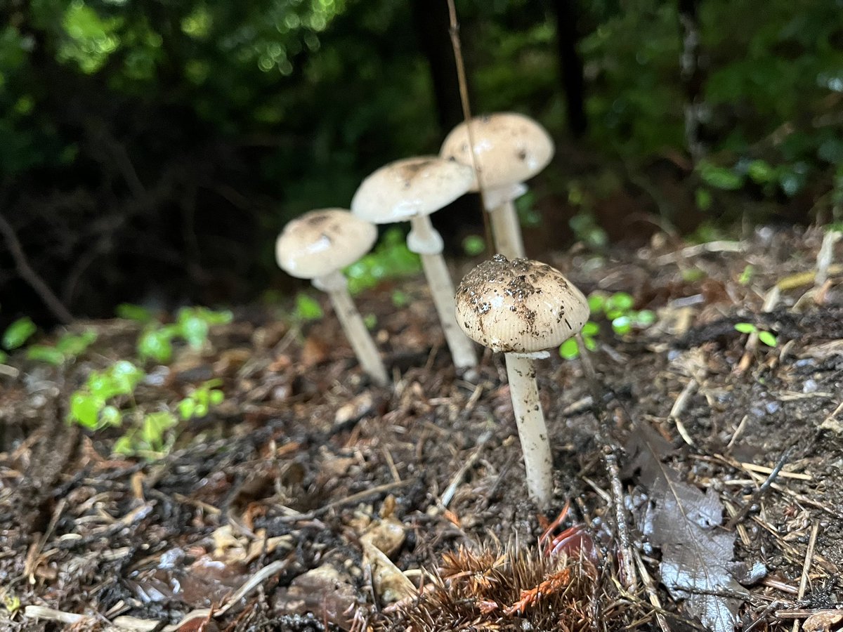 Majyutu0013's tweet photo. 3対1のキノコいた🍄‍🟫🍄‍🟫🍄‍🟫 https://t.co/vSiMsquKfK