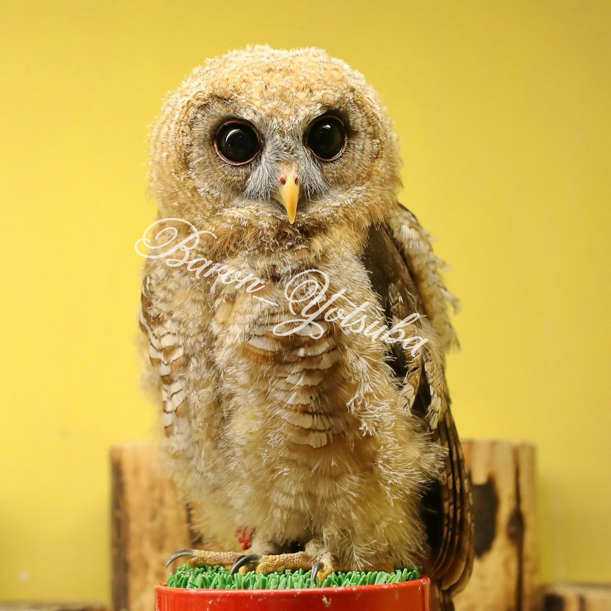 yotsuba__photo's tweet photo. アフリカヒナフクロウも可愛いよね
#鳥のいるカフェ #eos5dmark4 #sigma35mmart #アフリカヒナフクロウ https://t.co/XhW75C9FAn