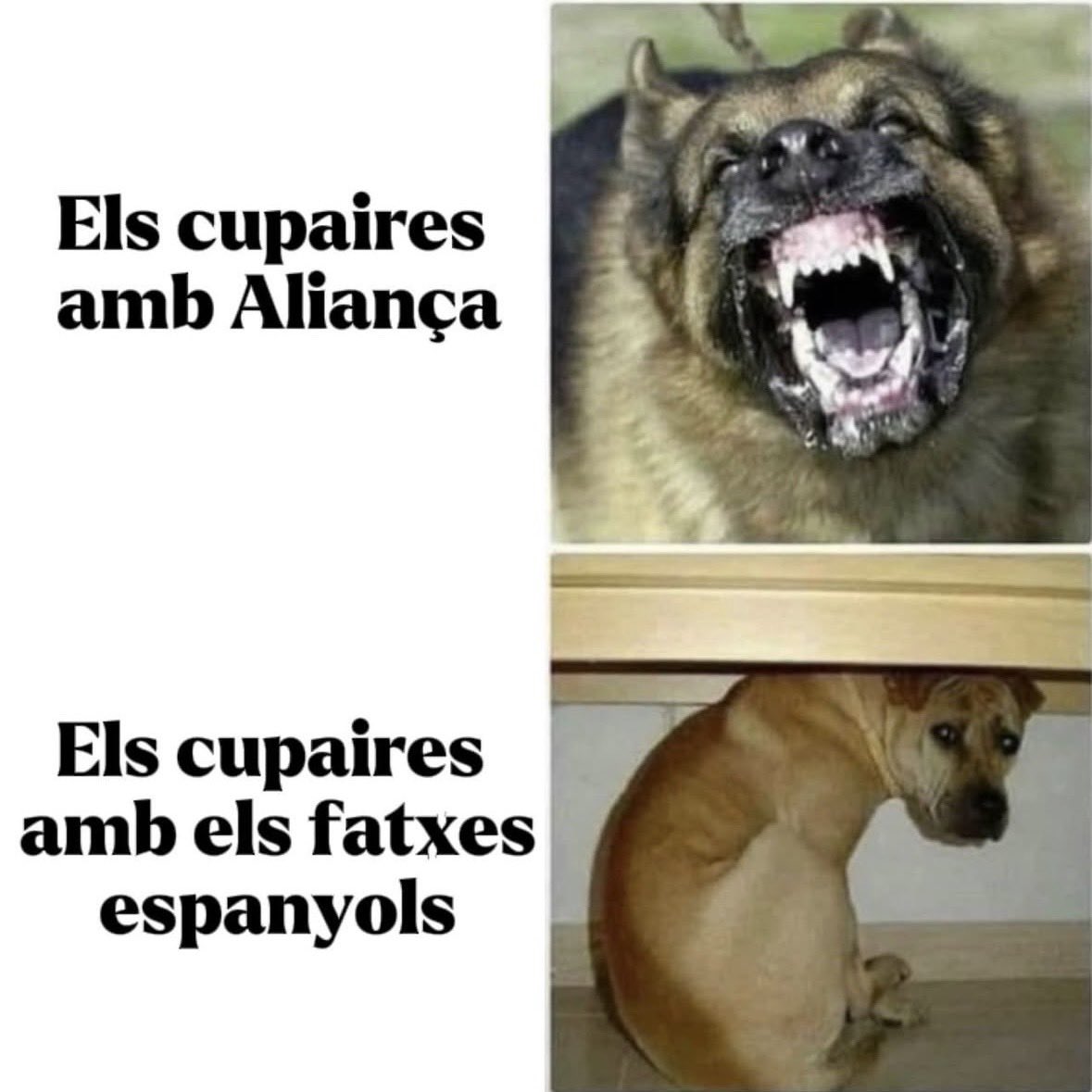 inscat_cat's tweet photo. @albertgenero @CasalsiAteneus @CasalBoiraBaixa @Arran_jovent @Endavant_OSAN @ArranManlleu https://t.co/OOaFRMqJAk
