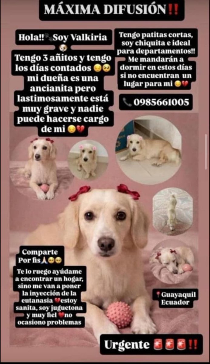 Fatisolm's tweet photo. Está publicación la realizaron en un estado de wasap, ahí está el contacto x si alguien quiere ayudar a esta inocente perrita,no conozco a la dueña. @ayuda @Proanimal_gye https://t.co/jvqNCoiDbo