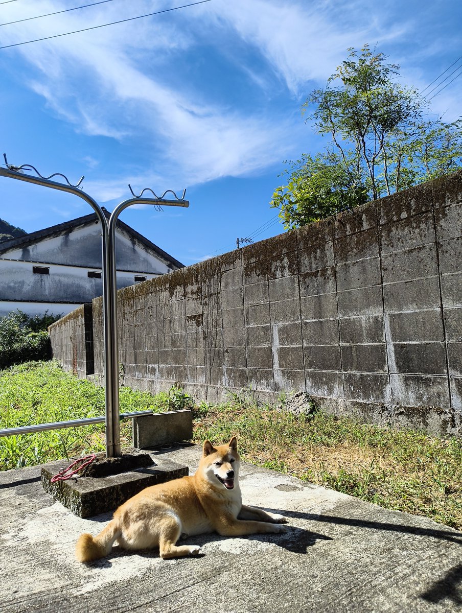 everystepwith1's tweet photo. 大型犬ぽくない？
今日もアチィね https://t.co/44h6auhGMv