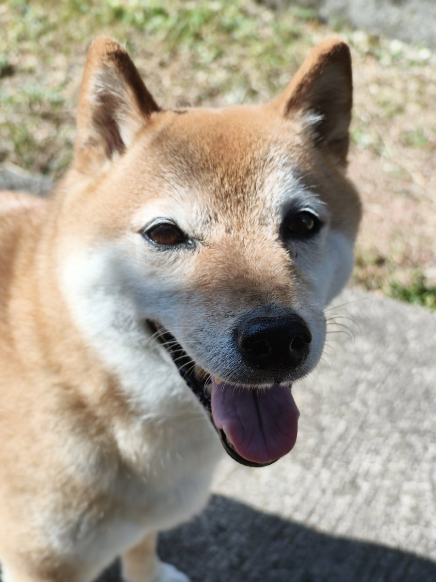 everystepwith1's tweet photo. 大型犬ぽくない？
今日もアチィね https://t.co/44h6auhGMv