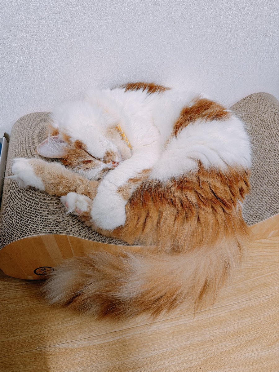 marujyera's tweet photo. 今日も涼しいお部屋ですやぴっぴしてね😽 https://t.co/aQ95eEfYGd