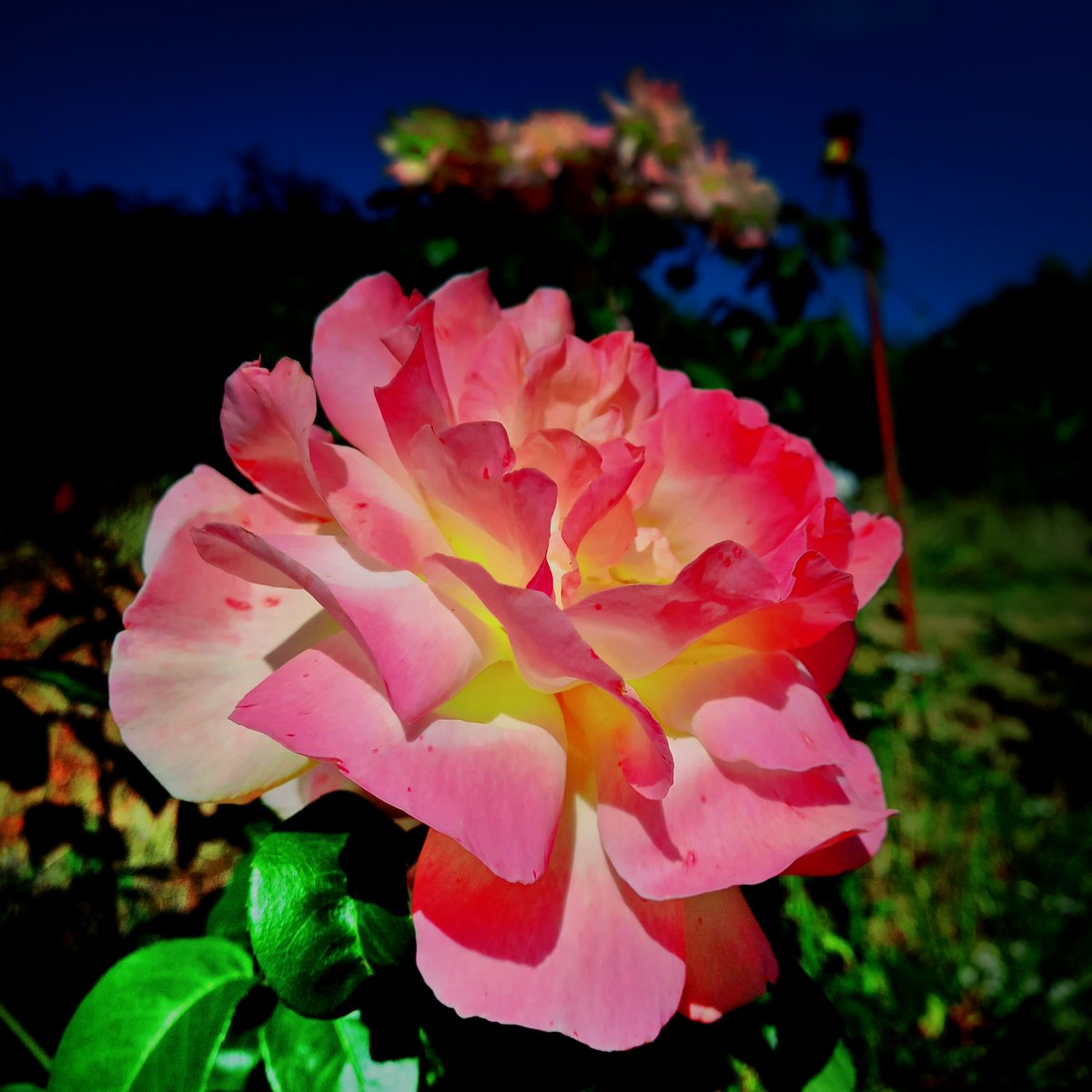 RaySmith_Works's tweet photo. Rose After Dark

Hard colour, deep shadow and a flash of glamour in the garden. A rose transformed into something theatrical, seductive and slightly dangerous.
#lumix https://t.co/u6SIOgxF50