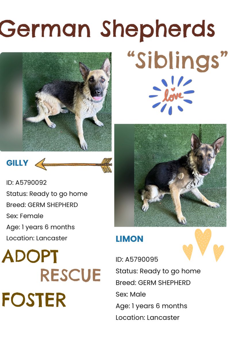 SarahjaneGille1's tweet photo. Starting with #Siblings ~ URGENCY #GermanShepherds 7/31 HELP NOW #REPOST #SHARE #TAG shelter is packed in crisis & hot 🥵 conditions. These dogs need out! This breed is the new breed to be euthanized more 💦 

 @AnimaLancaster #LancastercaShelter #California 
Look at 1st Name 😉 
GILLY  🆔 #A5790092  1yr 6m F Entered 7/18‼️🚨
LIMON  🆔 #A5790095 1yr 6m M Entered 7/18‼️

#ADOPT #FOSTER #RESCUE 
@mapleveewesem @SabaMekaZeus @LilaFlw @Timber_MT @8415_n @RLA_1976 @MarjonQ17isBACK @SueGillmeister @NettaTah @Malimum17 @Iza_2021 @IsaBobby2406 
Lancaster Animal Care Center
5210 W Ave | Lancaster, CA 93536
(661) 940-4191
wcarranza@animalcare.lacounty.gov
lacclancasterrescue@animalcare.lacounty.go
V Please share. A share may save his life.
#adoptgermanshepherdslancastercalifornia #adoptgermanshepherdpuppies #adoptkonacelistelancasterca #puppieslancastershelter #adoptpuppieslancastershelter #adoptlancastercaliforniapuppies #germanshepherdpuppies #germanshepherdpuppieslancastershelter #germanshepherdpuppieslancastercalifornia