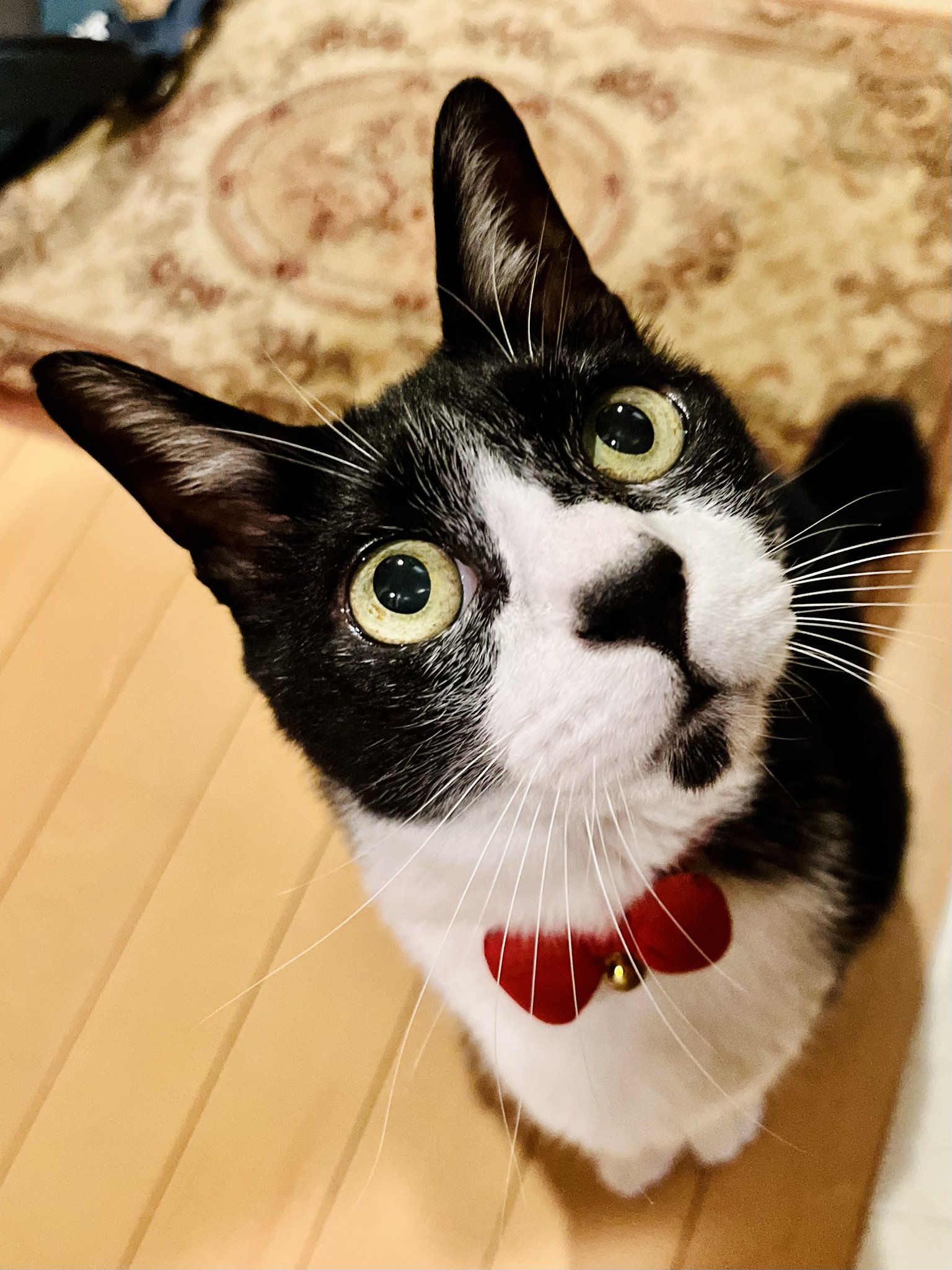 お母ちゃん🐾ᵕ̈こてつ🐾ᵕ̈ぜん🐾ᵕ̈ على X: 