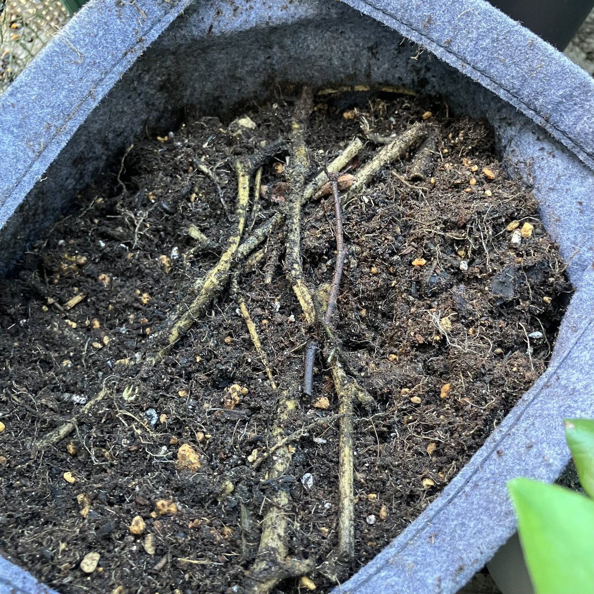 minobera's tweet photo. カルスを入れて１週間経過。
葉っぱ系はほぼ無くなっていたのですが、トマトの茎の部分は形がしっかり残っている感じでした😂トマトつおい\🍅/
ハサミでサクサク切れるくらいに中はスカスカだったので、切って土に混ぜこみました✂️

#超カルスNCR  #土作り  #土のリサイクル https://t.co/mrmqsosCmJ