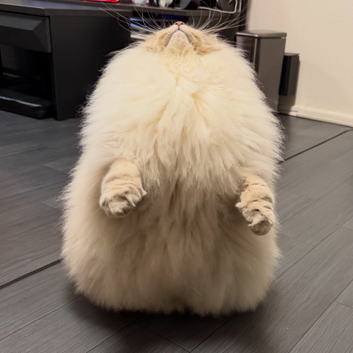 eleven11neko's tweet photo. 猫 https://t.co/nvADFT3ysC